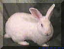 Luke the bunny