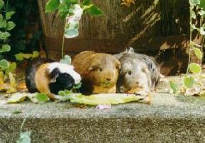 Pigs posing on the porch