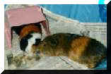 Molly and Peanut