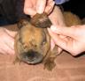 Mini rex: bite wounds, nasty ears
