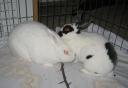 joeyannabelle0507.jpg