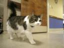 2_61_072607_nursing_home_cat.jpg