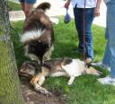 collieres0607a.jpg