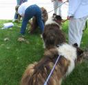 collieres0607b.jpg