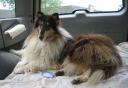 collieres0607c.jpg