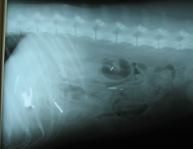 August 2007 Amy's Gripping Commentary