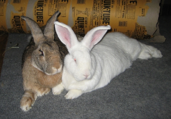 bunnies in love. pounds of unny love.