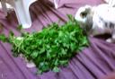 parsley.jpg