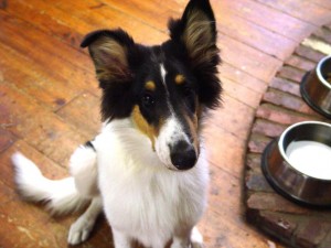 White Collie puppy