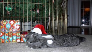 cowsanta3s