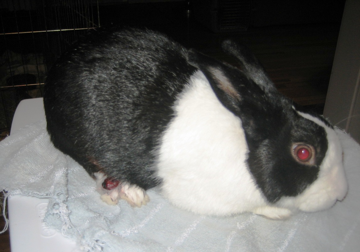 FAQ: Medical Concerns - House Rabbit.