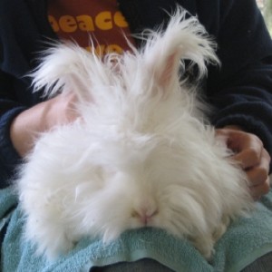 My name is Juju.  You can raise funds to pay my vet bills just by shopping!