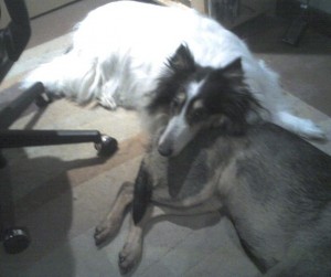 dogbutt