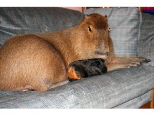 giantpig giantpig
